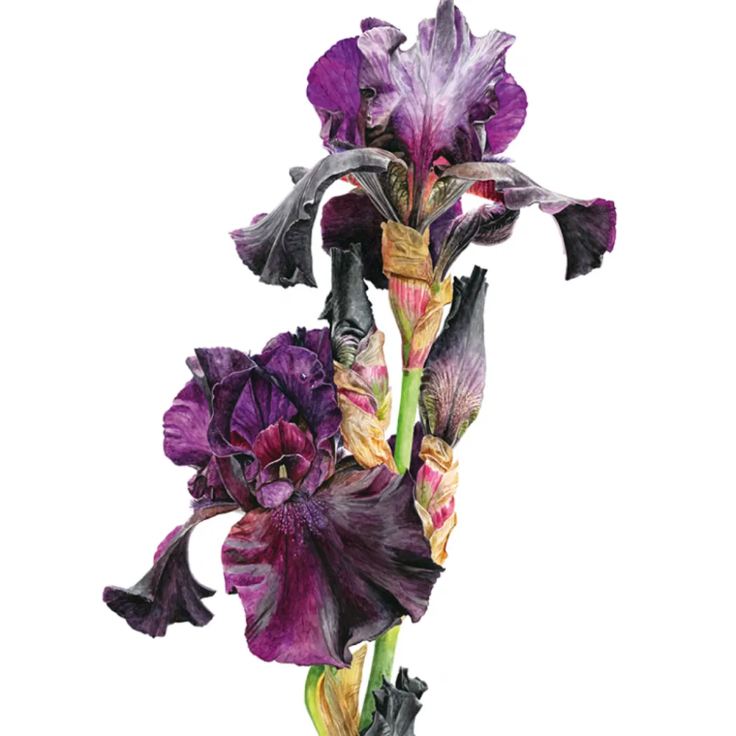 Anna Mason's Watercolour World