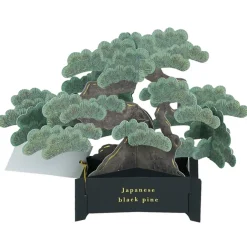 Bonsai popup-kort (Japanese black pine)