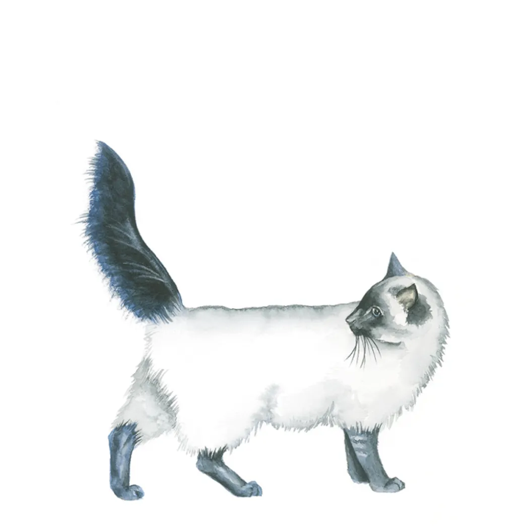 Draw 30: Animals