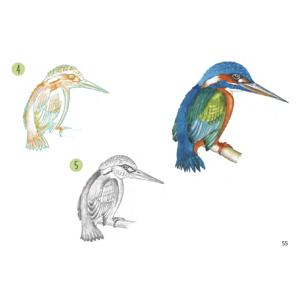 Draw 30: Animals
