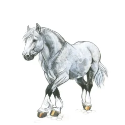 Draw 30: Animals