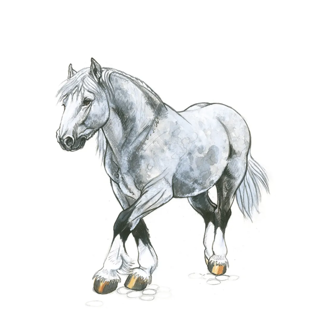 Draw 30: Animals