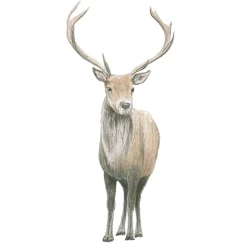 Draw 30: Animals
