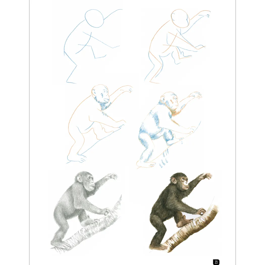 Draw 100: Animals