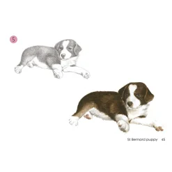Draw 30: Dogs