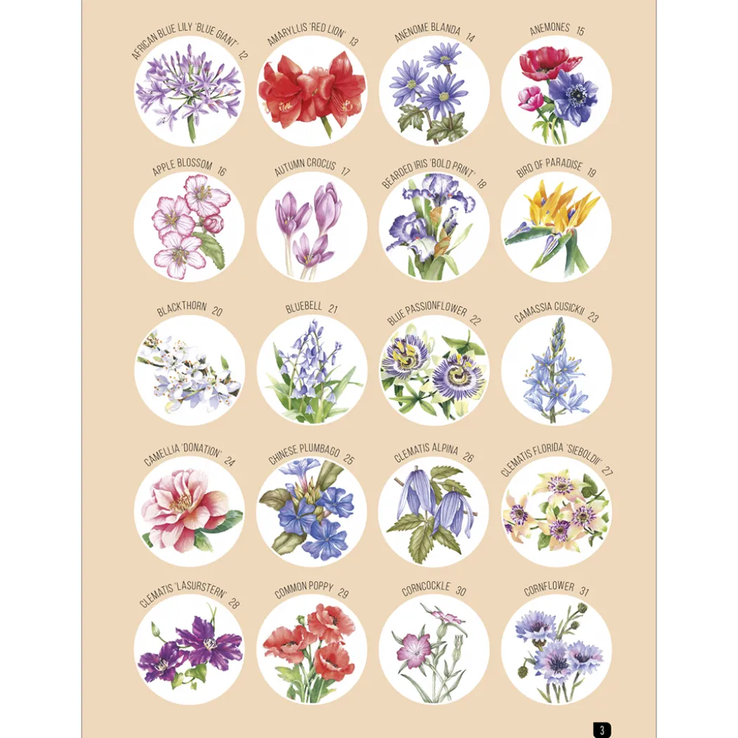 Draw 100: Flowers