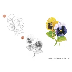 Draw 30: Flowers