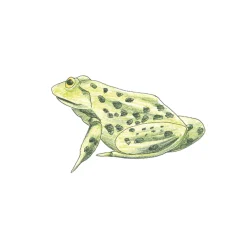 Draw in 10 Minutes: Animals