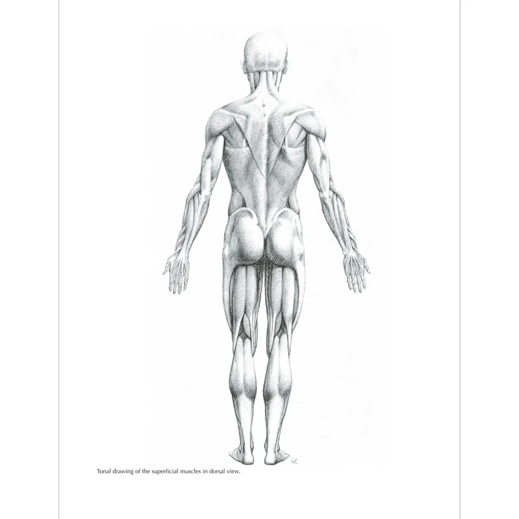 Figure Drawing: A Complete Guide