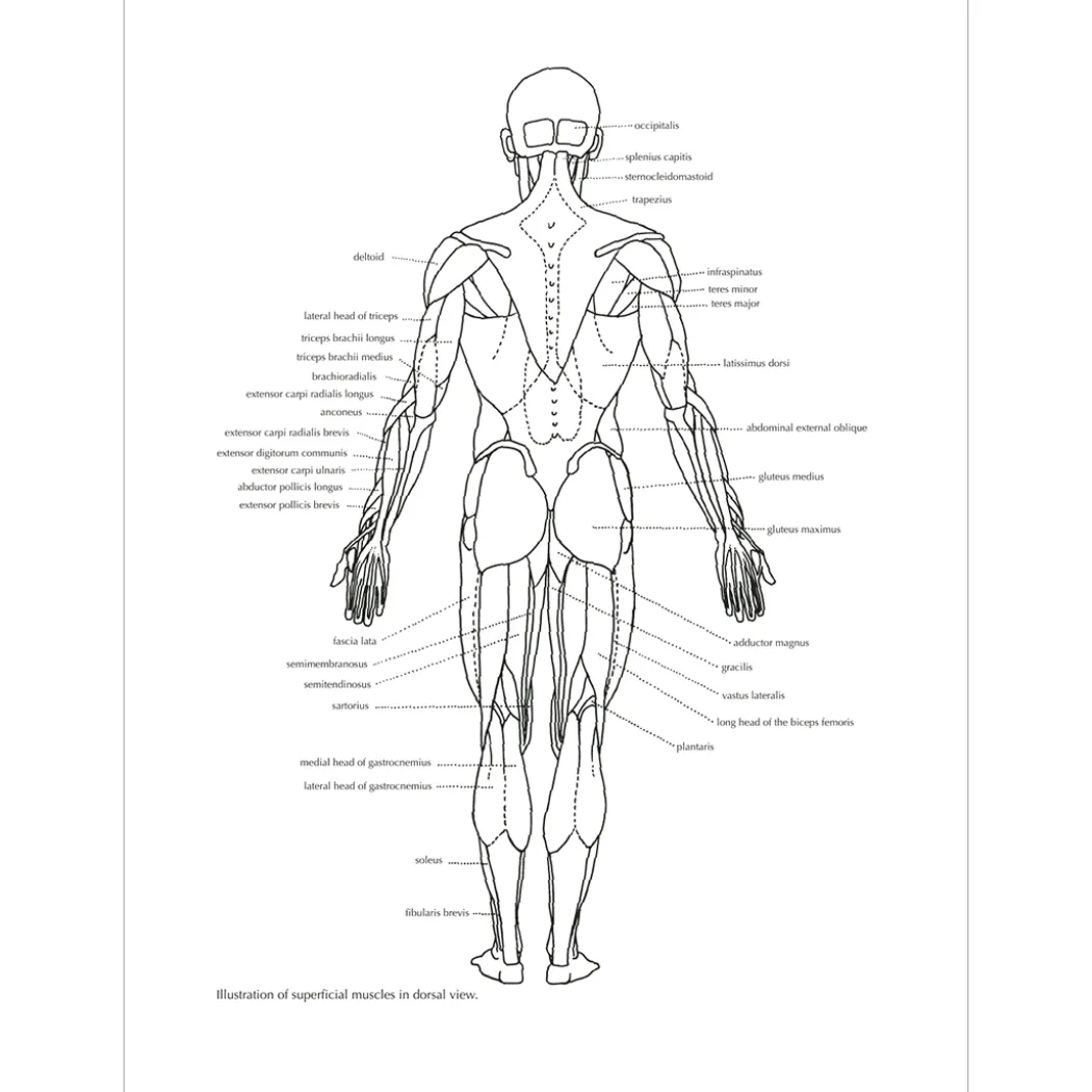 Figure Drawing: A Complete Guide