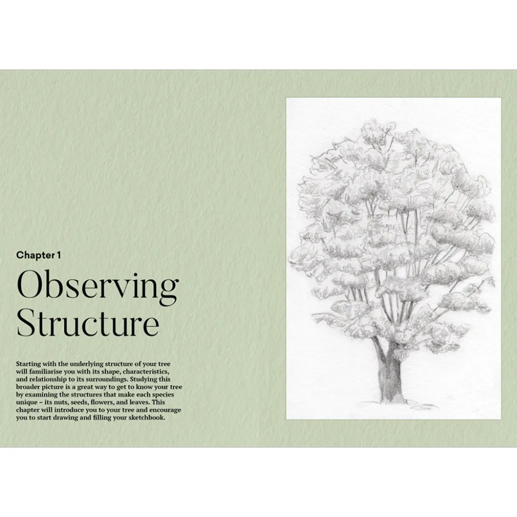 How to Draw a Tree: from the Fruit to the Forest