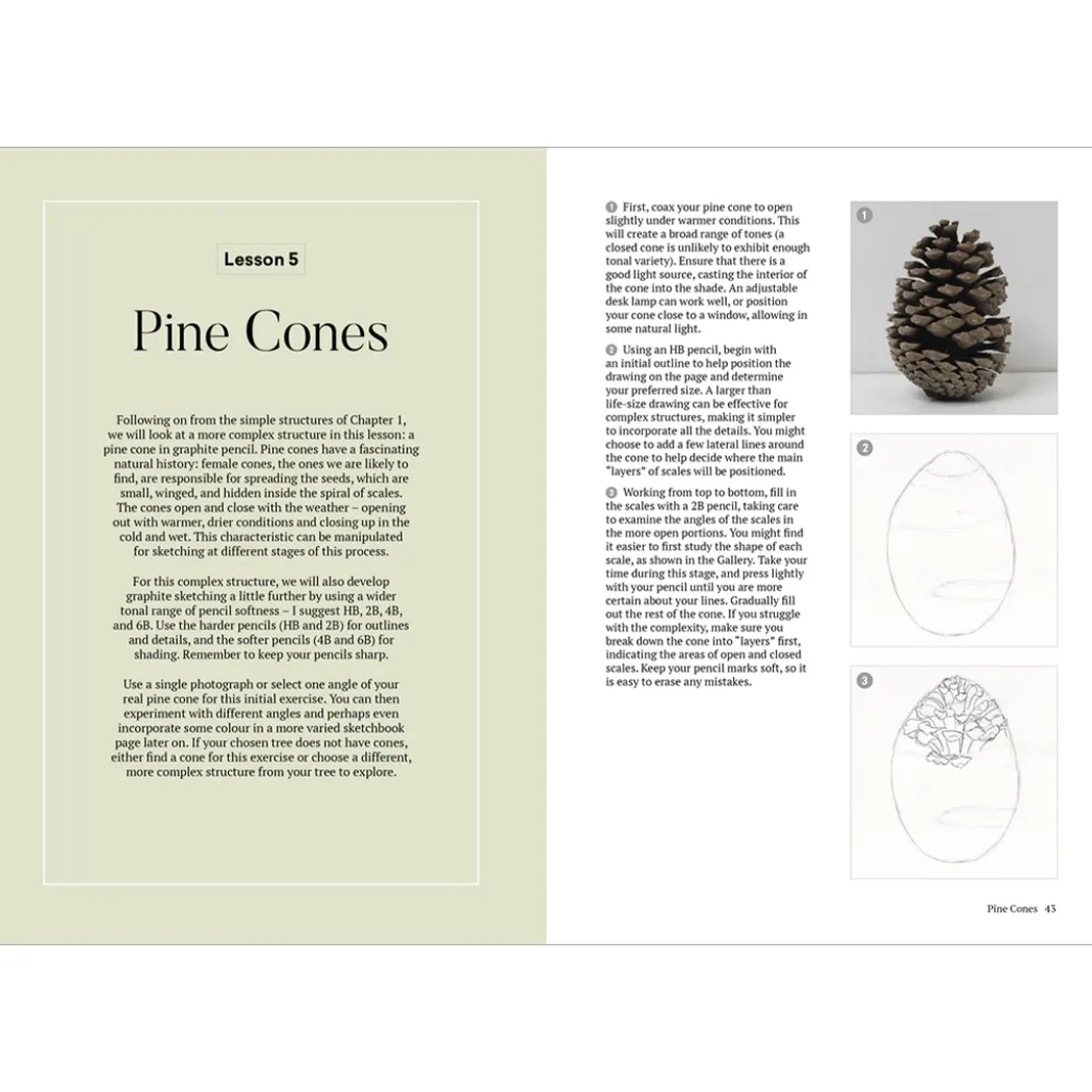 How to Draw a Tree: from the Fruit to the Forest