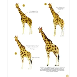 Paint 50: Watercolour Animals
