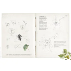 Sketching Nature