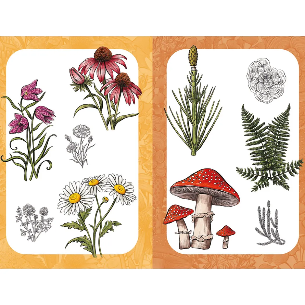 10 Step Drawing: Botanicals