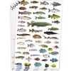 Stickers Fiskar 6 ark