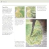 The Encyclopedia of Coloured Pencil Techniques