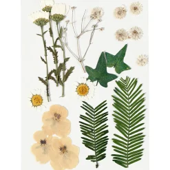 Torkade blommor och blad Råvit
