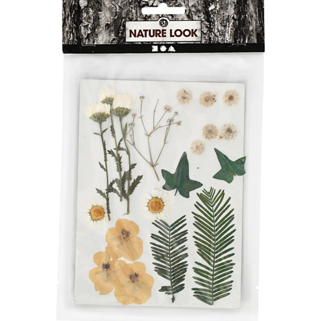 Torkade blommor och blad Råvit